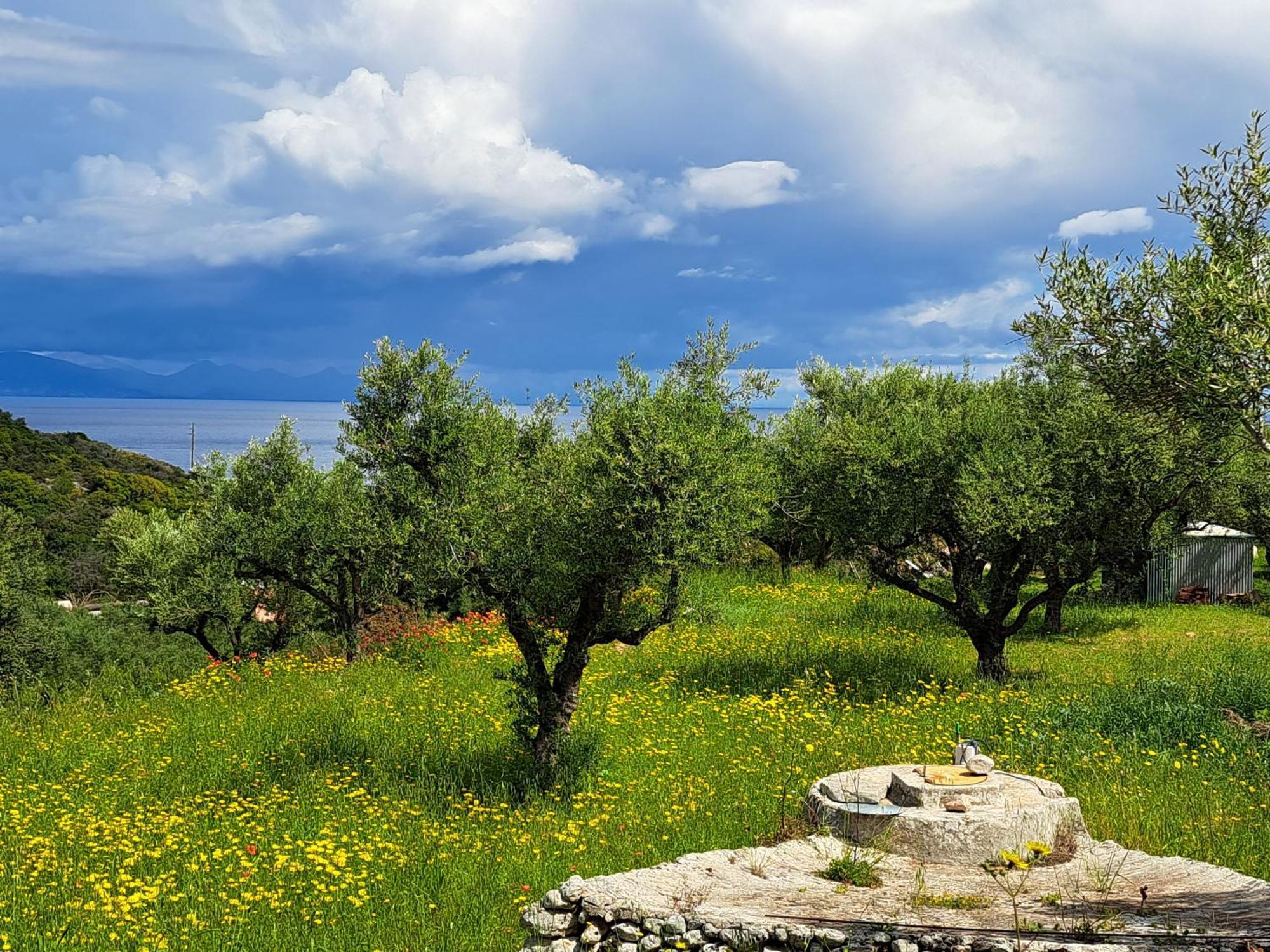 Villa Buras Σκινάρια Εξωτερικό φωτογραφία